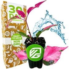 Alternanthera Party Time (Joseph's Coat) - Alternanthera - Live Plant