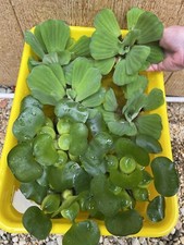 8 Mix Water Lettuce Hyacinth Koi Pond Floating Plants Algae Filter Jumbo 5"
