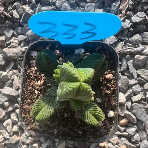 5CM Succulent Plant Crassula Quadrangularis(Multi-Head)Crassulaceae Garden Plant - Picture 11 of 18
