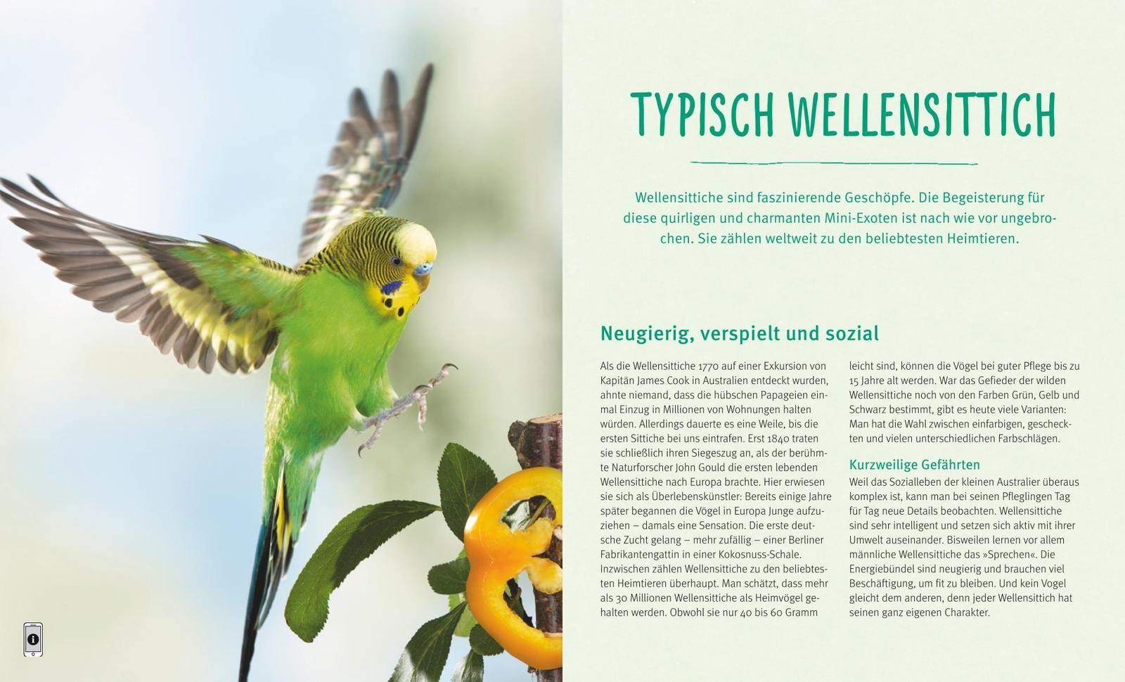 Thumbnail - Wellensittiche Hildegard Niemann