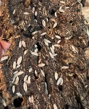 100 dwarf white isopods Trichorhina tomentosa - live vivarium cleaner crew