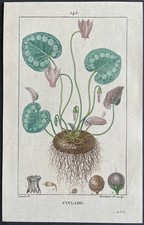 Medical Flora Cyclame Color Engraving 1820