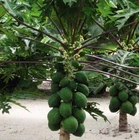 10 Fresh Thai Dwarf Papaya Fruit Seeds, CARICA PAPAYA,Paw Paw Miniature