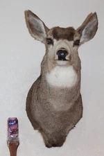Mule Deer Head Shoulder Mount Taxidermy Mount Antler Hunt Whitetail Rack Hide