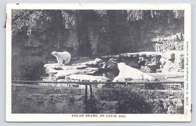 Two Big White Polar Bears On Rocks @ St Louis Zoo~c1948~MS River~B&W~Postcard
