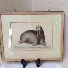 Walrus - 1783 RARE SHAW & NODDER Hand Colored Copper Engraving Framed and Matted
