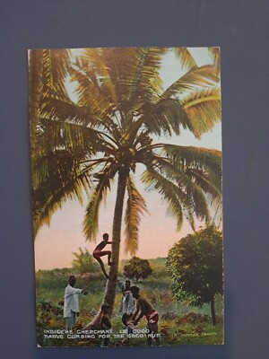 Französisch-Polynesien um 1910 Tahiti Einheimische Klettern für Kokosnuss Vintage Postkarte 