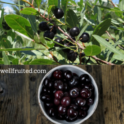 #ad #ad Western Sand Bush Cherry Tree. Live Bareroot Plant. USA $24.99