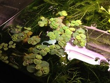 20 Leaves of Red Root Floaters Phyllanthus Fluitans