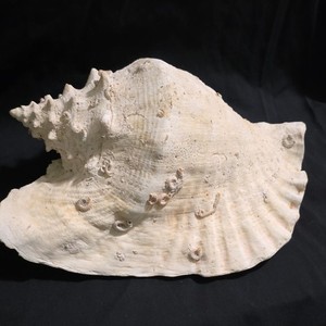 Large Pink and White Natural Conch Shell Collectible