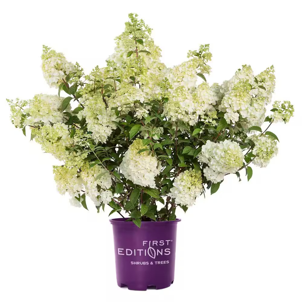 3 Gal. Strawberry Sundae Panicle Hydrangea Flowering Shrub with White to Pink Fl