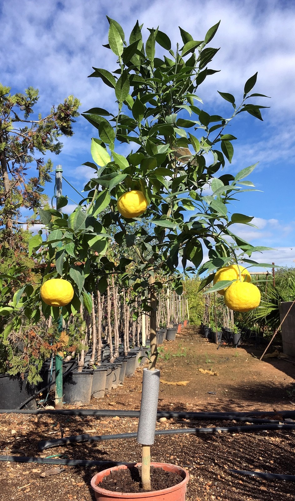 PLANTA DE LIMONERO YUZU.CITRUS JUNOS. -10º C.