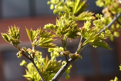 Acer platanoides (Norway Maple) - 30 seeds - Picture 5 of 5