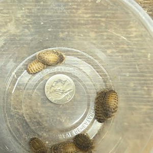 Live Freshwater Aquarium Snails - Tropical Water, Beginner Friendly