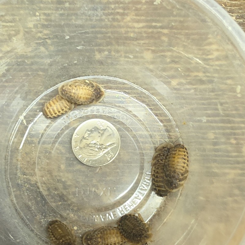 Live Freshwater Aquarium Snails - Tropical Water, Beginner Friendly