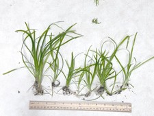 Vallisneria - Bundle of 5 Live Aquarium Plants - fast growing background plant