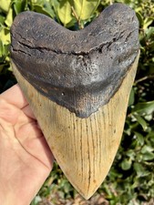 Megalodon Shark Tooth 6.66 Fossil Shark Teeth