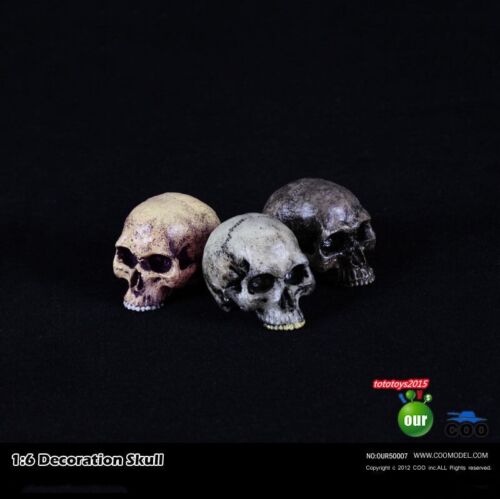 3 pièces figurine COOMODEL 1/6 tête de crâne squelette sculpture modèle 2" décoration - Photo 1 sur 4
