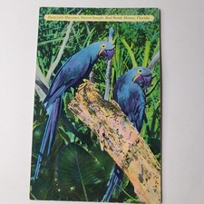 Postcard Hyacinth Macaws Parrot Jungle Miami FL