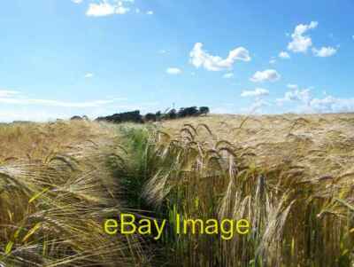 Photo 6x4 Barley Field with Guthrie Hill in the Distance Greens of Gardyn c2006