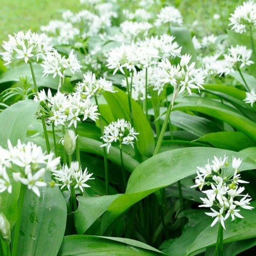 WILD GARLIC HERB ALLIUM URSINUM RAMSONS WILD FLOWER NATURAL SEED 50 SEEDS - Picture 12 of 17