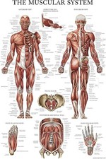 Muscular System Anatomical Poster - LAMINATED - Muscle Anatomy Chart 18" x 24"