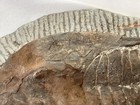 Trilobite Fossel Millions of Years Old Excavated in Morocco  — photo 5
