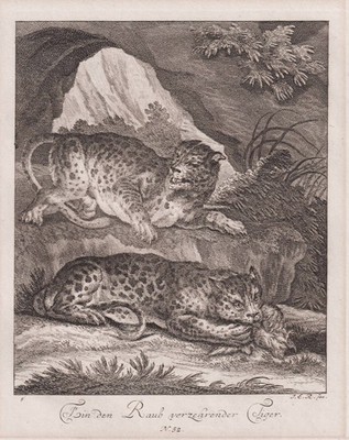 Tiger tigers Raubkatze Kupferstich engraving Augsburg J. E. Ridinger 1738