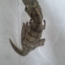 Papo Dinosaur T-Rex  Carnotaurus Dinosaur Figures Toys Set