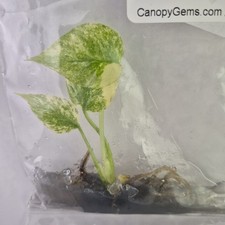 Monstera Deliciosa Legacy variegated tissue culture 2DayAir