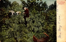 TRANSITIONAL POSTCARD - A CALIFORNIA VINEYARD, DATED 1907 BK52