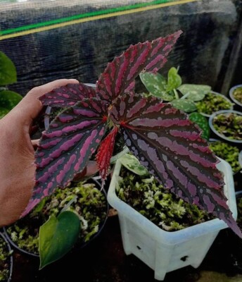 Begonia Sp Kalimantan Real Picture RARE PLANT