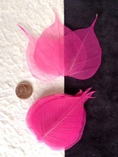 25 Hot Pink leaves Po Bo Banyan Skeleton leaf Fuchsia see through veins Small