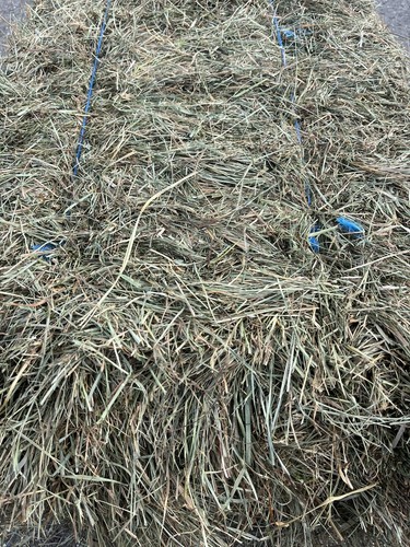 Heu 10kg 2. Schnitt Schwarzwaldheu für Kaninchen Schafe Pferde sehr Artenreich - Bild 4 von 4