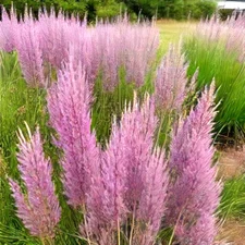 500 Purple Love Grass Seeds (E. spectablis) | Ornamental Flowering Lovegrass USA