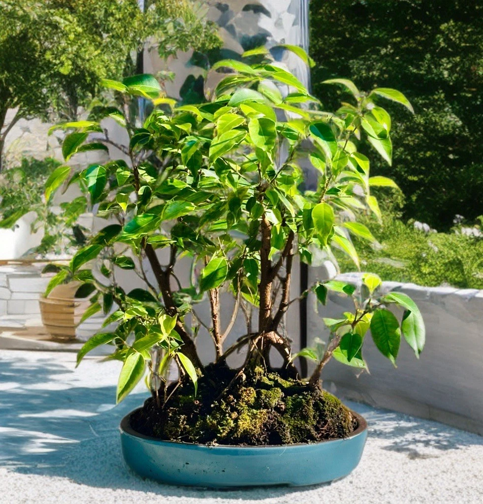 Indoor Finished Bonsai Trees for sale | eBay