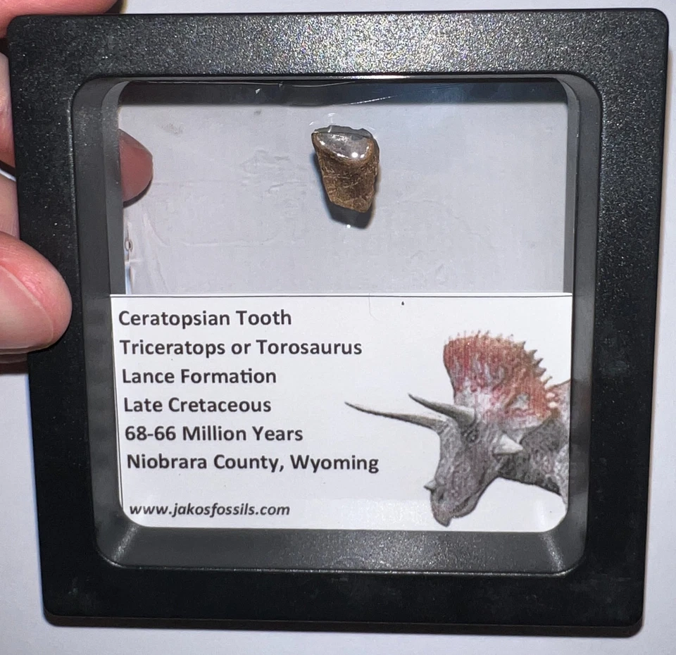 FRAMED TRICERATOPS or TOROSAURUS Fossil Dinosaur Tooth Lot! One per Order! - Image 3 of 4