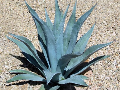 洋書 Agaves of Continental North America Agaves of Continental North America: Gentry, Howard Scott