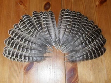 50 Hen Pheasant Wing Feathers 5" - 6" Fly Tying Millinery Art Floral Display  