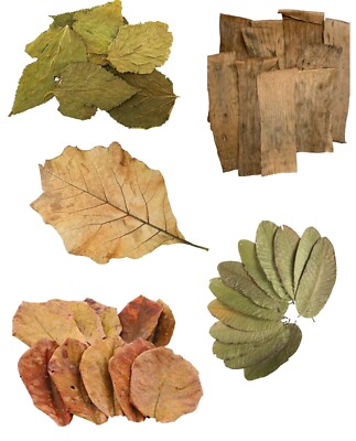 Catappa/Mulberry/Teak Leaves Fish Aquarium Decoration Tank Water Treatment NoGMO