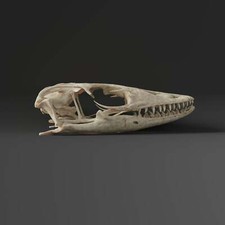 Asian water monitor skull Replica Museum Quality 