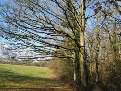 Foto 6x4 Alle Zweige links Heftklammern Hügel Ehrengarde vielleicht? c2009