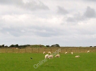 Photo 6x4 Sheep, crow and wartime bunkers at Cefn Leisiog Dinas/SH2636  c2010