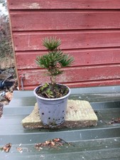 Sciadopitys verticillata Green Diamond in 14cm pot Japanese Umbrella Pine