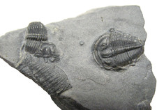 Cambrian Elrathia kingi trilobite fossil in display case Grade A complete #13