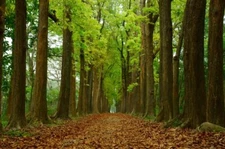 5 Rich Mahogany Tree Seeds to Plant Highly Valued Lumber