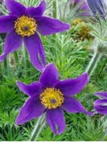 30 Samen Küchenschelle Pulsatilla vulgaris Kuhschelle Teufelsbart Winterhart