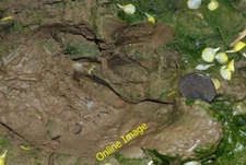 Photo 6x4 Fallow Deer Track Syston/SK9240 If I had had my telephoto lens c2012