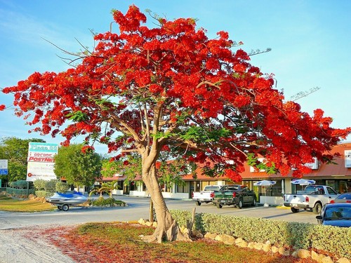 5 X RED POINCIANA PLANTS-FAST GROWING-FLOWERING FEATURE PLANT-SHADE GARDEN TREE - Picture 1 of 7