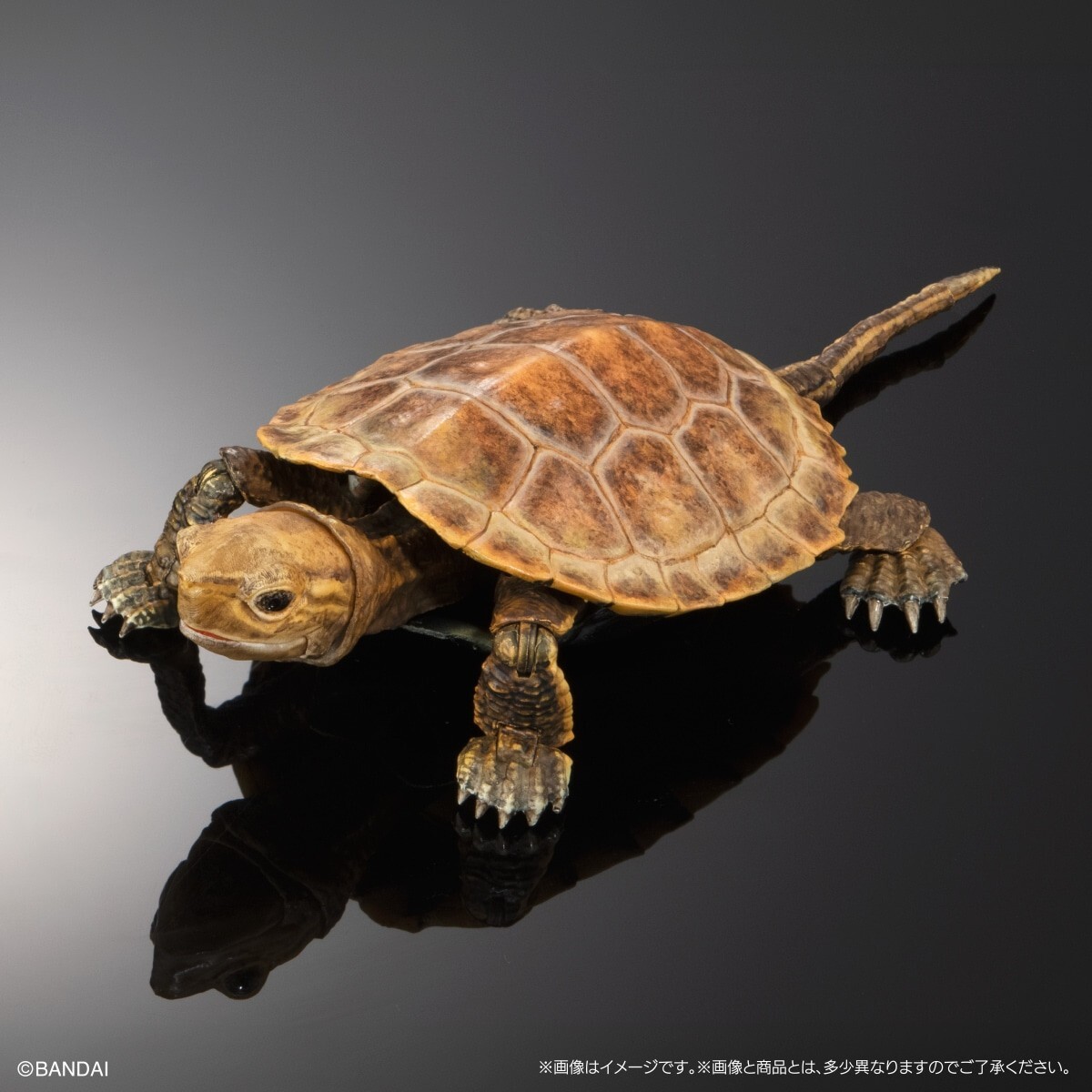 The Diversity of Life on Earth Advance Turtle 02 w/ Display Stand